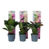 Buskads^Hortensia - Sæt med 6 - Hydrangea macrophylla - Højde 25-40cm - ⌀9cm