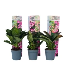 Buskads^Hortensia - Sæt med 6 - Hydrangea macrophylla - Højde 25-40cm - ⌀9cm