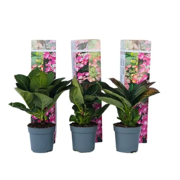 Buskads^Hortensia - Sæt med 6 - Hydrangea macrophylla - Højde 25-40cm - ⌀9cm
