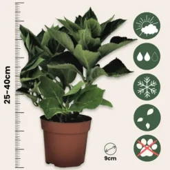 Buskads^Hortensia - Sæt med 6 - Hydrangea macrophylla - Højde 25-40cm - ⌀9cm