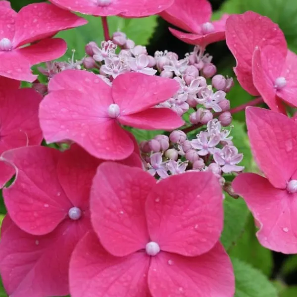 Buskads^Hortensia - Sæt med 6 - Hydrangea macrophylla - Højde 25-40cm - ⌀9cm