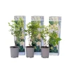 Buskads^Hortensia - Sæt med 3 - Hydrangea paniculata 'Phantom' - Højde 25-40cm - ⌀9cm