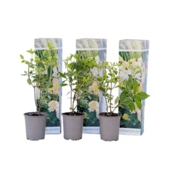 Buskads^Hortensia - Sæt med 3 - Hydrangea paniculata 'Phantom' - Højde 25-40cm - ⌀9cm
