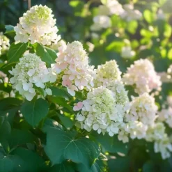 Buskads^Hortensia - Sæt med 3 - Hydrangea paniculata 'Phantom' - Højde 25-40cm - ⌀9cm