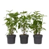Krukkeplanter Indendørs^Hortensia - Sæt med 3 - Hydrangea 'Strong Annabelle' - Højde 30-40cm - ⌀19cm