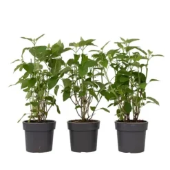 Krukkeplanter Indendørs^Hortensia - Sæt med 3 - Hydrangea 'Strong Annabelle' - Højde 30-40cm - ⌀19cm