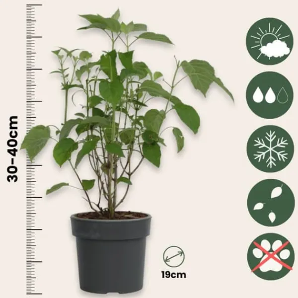 Krukkeplanter Indendørs^Hortensia - Sæt med 3 - Hydrangea 'Strong Annabelle' - Højde 30-40cm - ⌀19cm