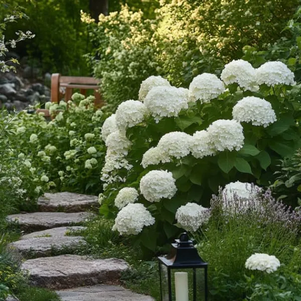 Krukkeplanter Indendørs^Hortensia - Sæt med 3 - Hydrangea 'Strong Annabelle' - Højde 30-40cm - ⌀19cm