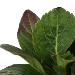 Hot Hortensia - Sæt med 3 - Hydrangea macrophylla - Højde 25-40cm - ⌀9cm Krukkeplanter Indendørs