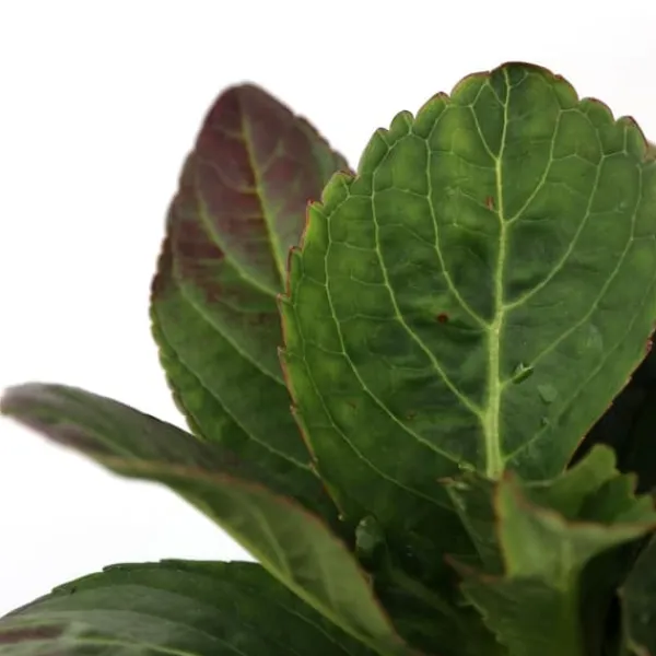 Hot Hortensia - Sæt med 3 - Hydrangea macrophylla - Højde 25-40cm - ⌀9cm Krukkeplanter Indendørs
