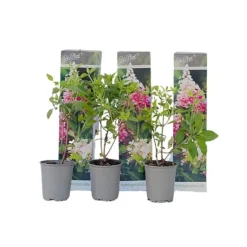 Clearance Hortensia - Sæt med 3 - Hydrangea paniculata 'Pink Lady' - Højde 25-40cm - ⌀9cm Buskads