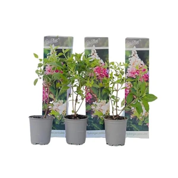 Clearance Hortensia - Sæt med 3 - Hydrangea paniculata 'Pink Lady' - Højde 25-40cm - ⌀9cm Buskads
