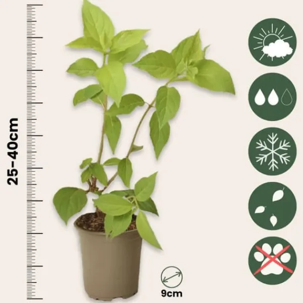 Clearance Hortensia - Sæt med 3 - Hydrangea paniculata 'Pink Lady' - Højde 25-40cm - ⌀9cm Buskads