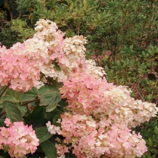 Clearance Hortensia - Sæt med 3 - Hydrangea paniculata 'Pink Lady' - Højde 25-40cm - ⌀9cm Buskads