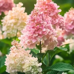 Clearance Hortensia - Sæt med 3 - Hydrangea paniculata 'Pink Lady' - Højde 25-40cm - ⌀9cm Buskads