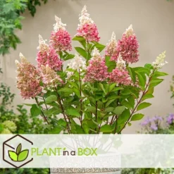 Clearance Hortensia - Sæt med 3 - Hydrangea paniculata 'Pink Lady' - Højde 25-40cm - ⌀9cm Buskads