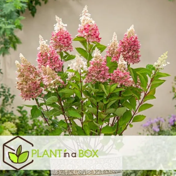 Clearance Hortensia - Sæt med 3 - Hydrangea paniculata 'Pink Lady' - Højde 25-40cm - ⌀9cm Buskads