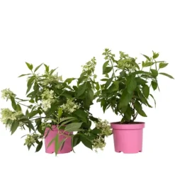 Buskads^Hortensia - Sæt med 2 - Hydrangea paniculata 'Confetti' - Højde 25-40cm - ⌀19cm
