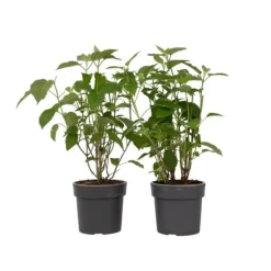 Clearance Hortensia - Sæt med 2 - Hydrangea 'Strong Annabelle' - Højde 30-40cm - ⌀19cm Buskads