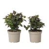 Buskads^Hortensia - Sæt med 2 - Hydrangea 'Dare Devil' - Højde 25-40cm - ⌀19cm