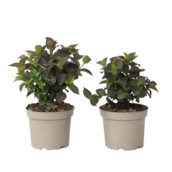Buskads^Hortensia - Sæt med 2 - Hydrangea 'Dare Devil' - Højde 25-40cm - ⌀19cm