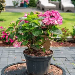Buskads^Hortensia - Sæt med 2 - Hydrangea 'Dare Devil' - Højde 25-40cm - ⌀19cm