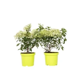 Buskads^Hortensia - Sæt med 2 - Hydrangea paniculata 'Bobo' - Højde 25-40cm - ⌀19cm