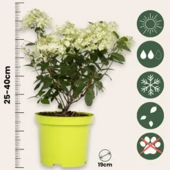 Buskads^Hortensia - Sæt med 2 - Hydrangea paniculata 'Bobo' - Højde 25-40cm - ⌀19cm