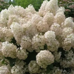 Buskads^Hortensia - Sæt med 2 - Hydrangea paniculata 'Bobo' - Højde 25-40cm - ⌀19cm