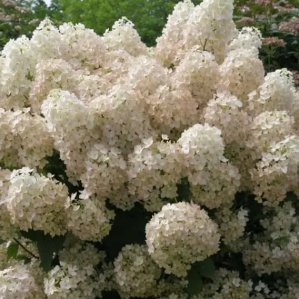 Buskads^Hortensia - Sæt med 2 - Hydrangea paniculata 'Bobo' - Højde 25-40cm - ⌀19cm
