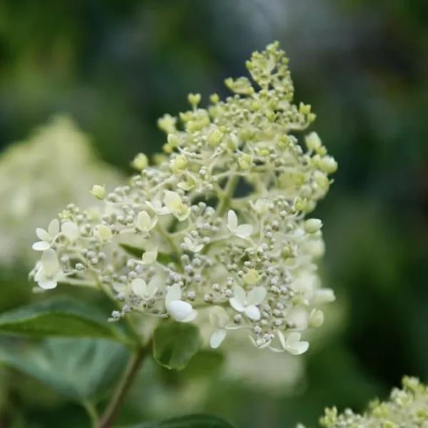 Buskads^Hortensia - Sæt med 2 - Hydrangea paniculata 'Bobo' - Højde 25-40cm - ⌀19cm