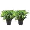 Buskads^Hortensia - Sæt med 2 - Hydrangea serrata 'Summerglow' - Højde 25-40cm - ⌀19cm