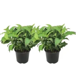 Buskads^Hortensia - Sæt med 2 - Hydrangea serrata 'Summerglow' - Højde 25-40cm - ⌀19cm