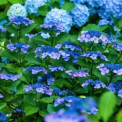 Buskads^Hortensia - Sæt med 2 - Hydrangea serrata 'Summerglow' - Højde 25-40cm - ⌀19cm