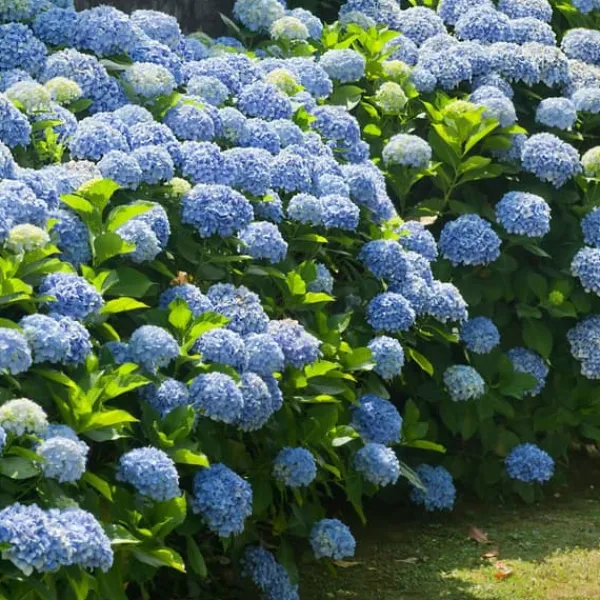 Online Hortensia - Sæt med 3 - Hydrangea macrophylla - Højde 25-40cm - ⌀9cm Buskads