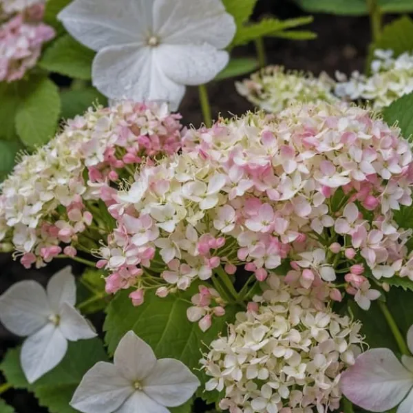 Online Hortensia - Sæt med 3 - Hydrangea macrophylla - Højde 25-40cm - ⌀9cm Buskads