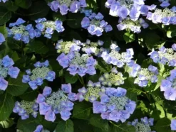 Online Hortensia - Sæt med 3 - Hydrangea macrophylla - Højde 25-40cm - ⌀9cm Buskads