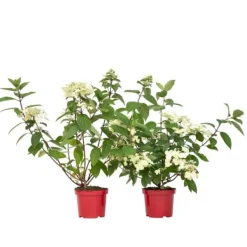 New Hortensia - Sæt med 2 - Hydrangea 'Wim's Red' - Højde 25-40cm - ⌀19cm Buskads