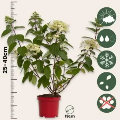 New Hortensia - Sæt med 2 - Hydrangea 'Wim's Red' - Højde 25-40cm - ⌀19cm Buskads