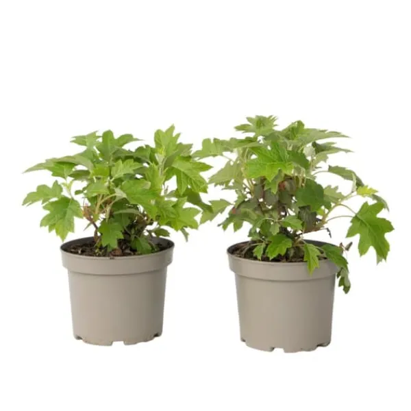 Outlet Hortensia - Sæt med 2 - Hydrangea 'Toy Soldier' - Højde 25-40cm - ⌀19cm Krukkeplanter Indendørs