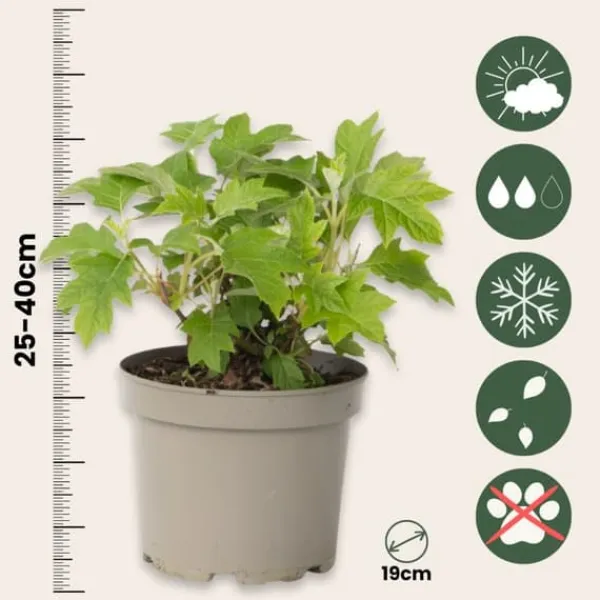 Outlet Hortensia - Sæt med 2 - Hydrangea 'Toy Soldier' - Højde 25-40cm - ⌀19cm Krukkeplanter Indendørs