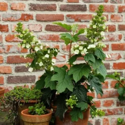 Outlet Hortensia - Sæt med 2 - Hydrangea 'Toy Soldier' - Højde 25-40cm - ⌀19cm Krukkeplanter Indendørs