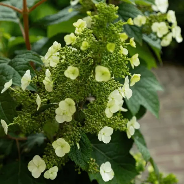 Outlet Hortensia - Sæt med 2 - Hydrangea 'Toy Soldier' - Højde 25-40cm - ⌀19cm Krukkeplanter Indendørs
