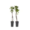 Træ^Hortensia - Sæt med 2 - Hydrangea anomale Petiolaris - Højde 60-70cm - ⌀15cm