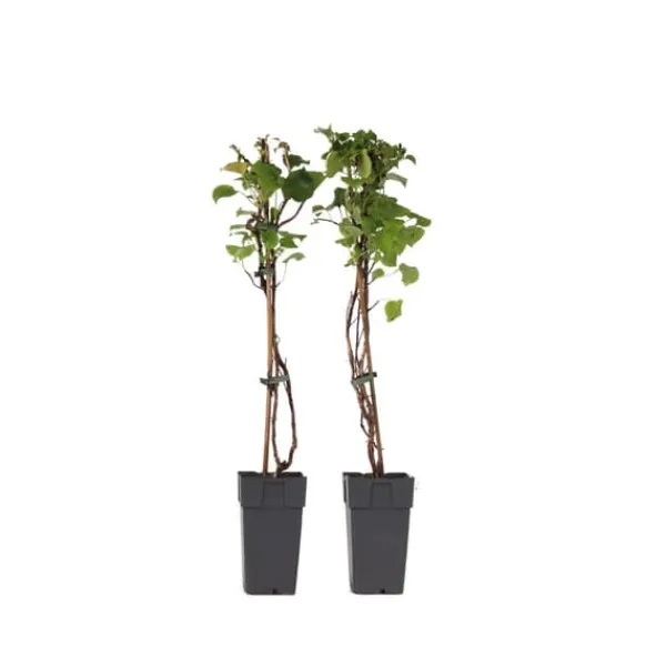Træ^Hortensia - Sæt med 2 - Hydrangea anomale Petiolaris - Højde 60-70cm - ⌀15cm