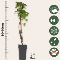 Træ^Hortensia - Sæt med 2 - Hydrangea anomale Petiolaris - Højde 60-70cm - ⌀15cm
