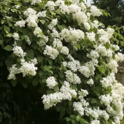 Træ^Hortensia - Sæt med 2 - Hydrangea anomale Petiolaris - Højde 60-70cm - ⌀15cm