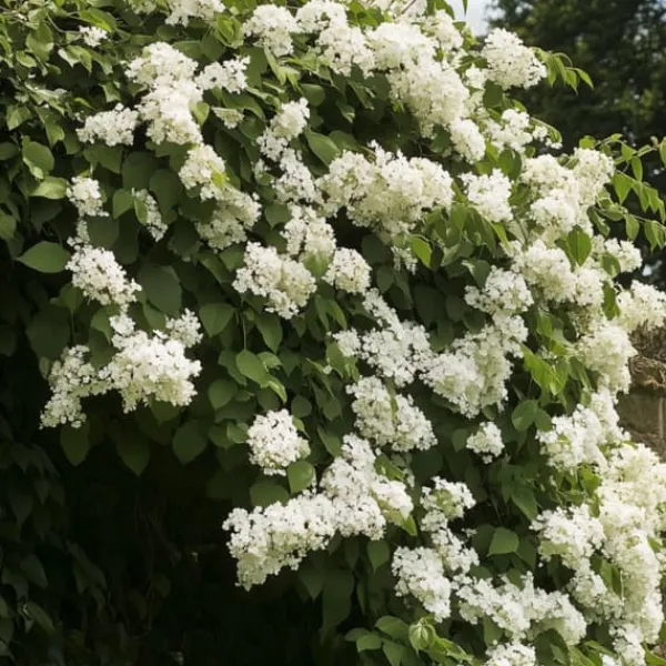 Træ^Hortensia - Sæt med 2 - Hydrangea anomale Petiolaris - Højde 60-70cm - ⌀15cm