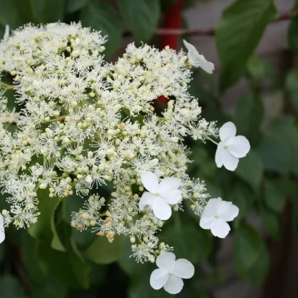 Træ^Hortensia - Sæt med 2 - Hydrangea anomale Petiolaris - Højde 60-70cm - ⌀15cm