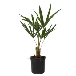 Online Hørpalme - Sæt med 4 - Trachycarpus Fortunei - Højde 35-45cm - ⌀15cm Krukkeplanter Indendørs